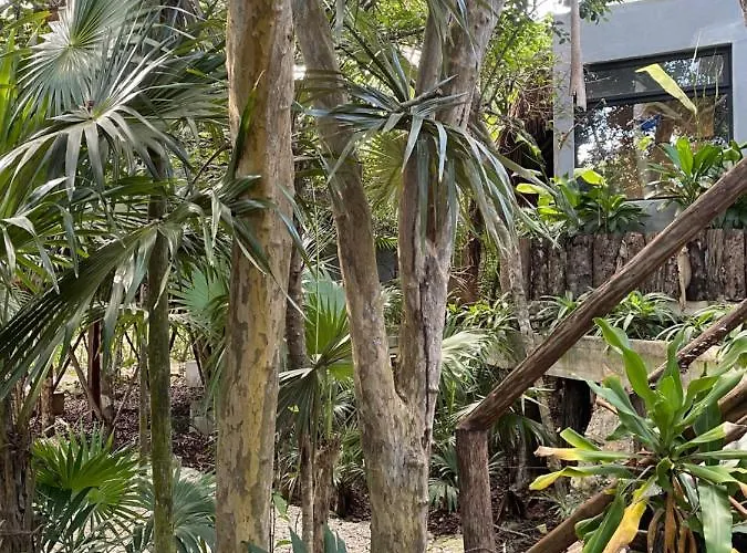 Roc Jungle Tulum