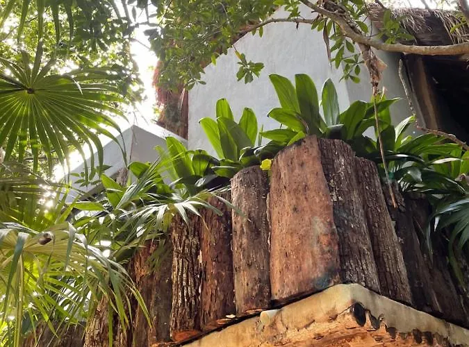 Roc Jungle